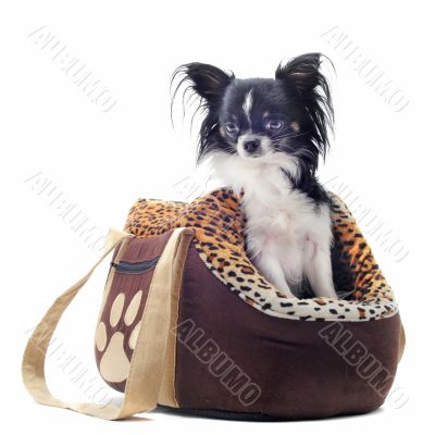 travel bag and chihuahua