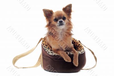 travel bag and chihuahua