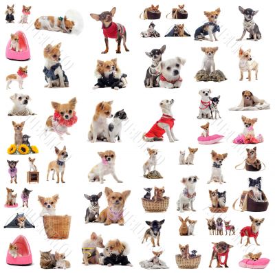chihuahuas