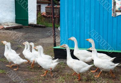 white geese