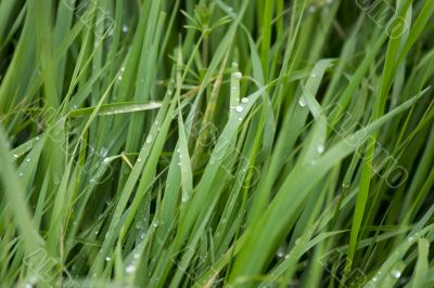 Dew on the grass