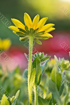 Beautiful yellow daisy