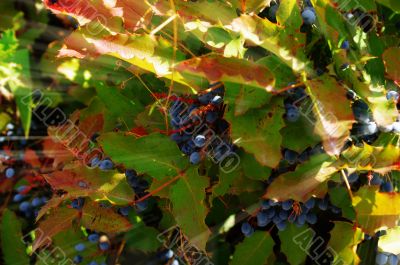 grapes of black wild