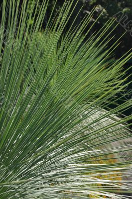 tropical leaf of palm tree background