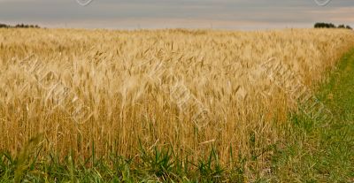 Wheat field
