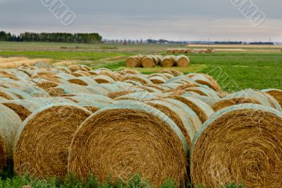 Hay rolls