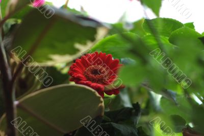 Lonely flower in foliage