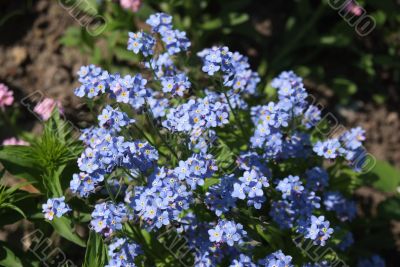 flower in garden