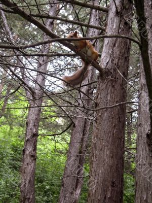 Red squirrel on the branch