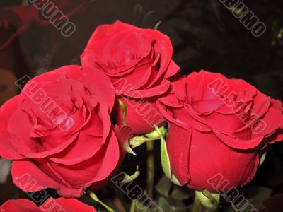 Three red roses