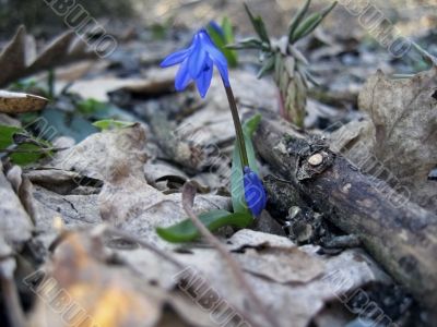 First spring flower. Scilla