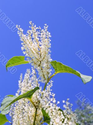 Plant with white flowers 