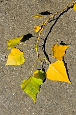 Aspen twig on asphalt