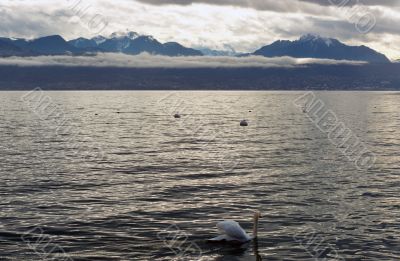 Swan on Lac Leman - Geneva Lake