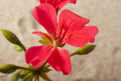 Geranium flower