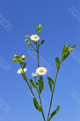 Plant of daisies