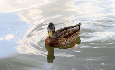 duck swims on water