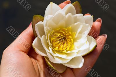 Water Lily in girl`s hand