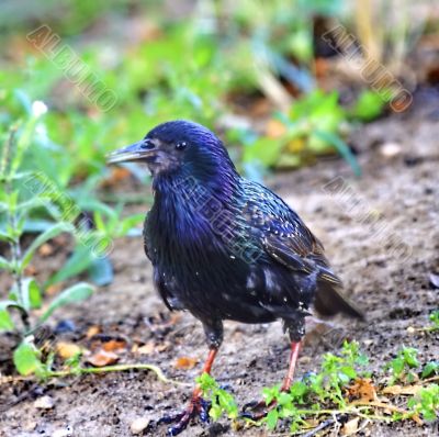starling