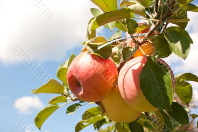 Ripe apples on the branch