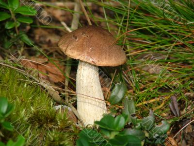 Brown cap boletus.