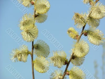 Blooming willow