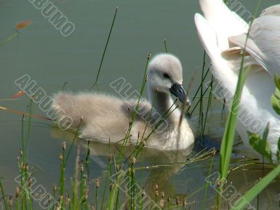 Cygnet