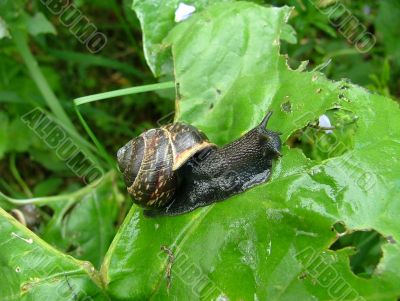 Snail