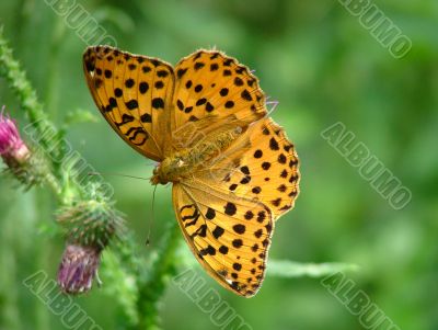 Butterfly