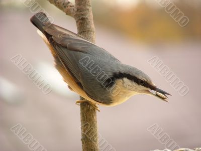 Nuthatch