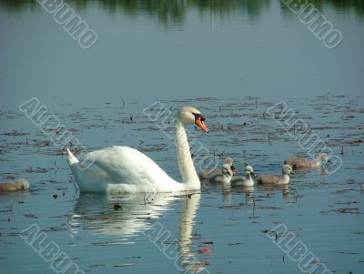 Swans