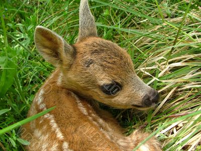 Roe deer