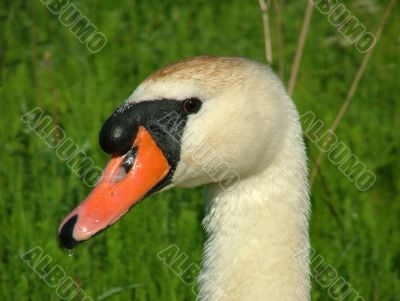 Swan.
