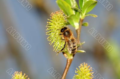 A bee.