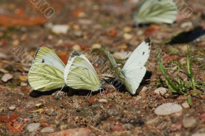 Butterflies.