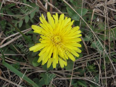 big yellow flower in grass in early spring