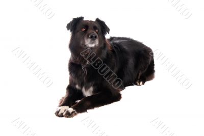 A black dog laying down