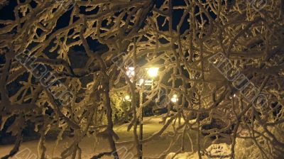 Winter park. Christmas.