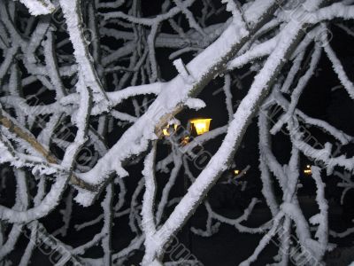 Yellow street lamp and the snowy branches
