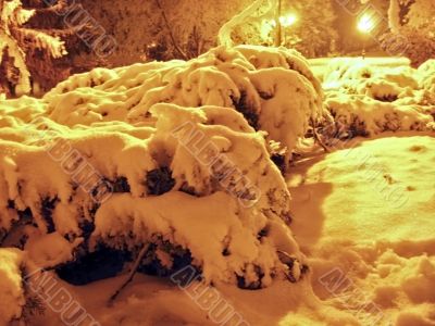Fir trees under the snow. Christmas holidays