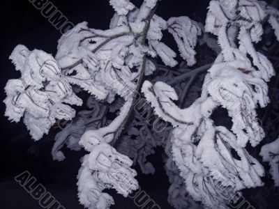 Brunches under the snow