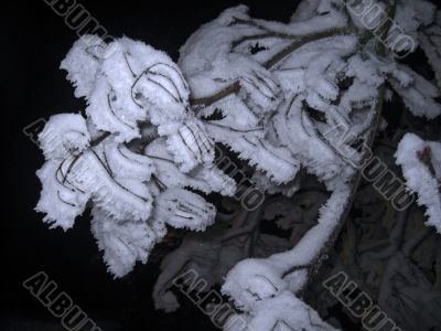 Brunches under the snow