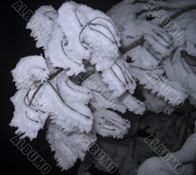 Brunches under the snow