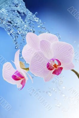 flowers in water