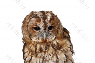 Tawny Owl head and upper body