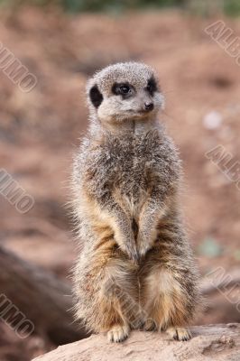 Meerkat Suricata suricatta sentry duty