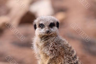 Meerkat Suricata suricatta head shot