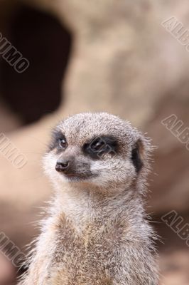 Meerkat Suricata suricatta head shot