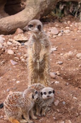 Meerkat Suricata suricatta with young