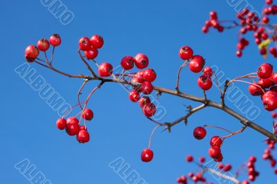 Hawthorn branch with berries